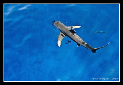 Oceanic White Tip Shark & friends @ Daedalus Reef by Christophe Warpelin 